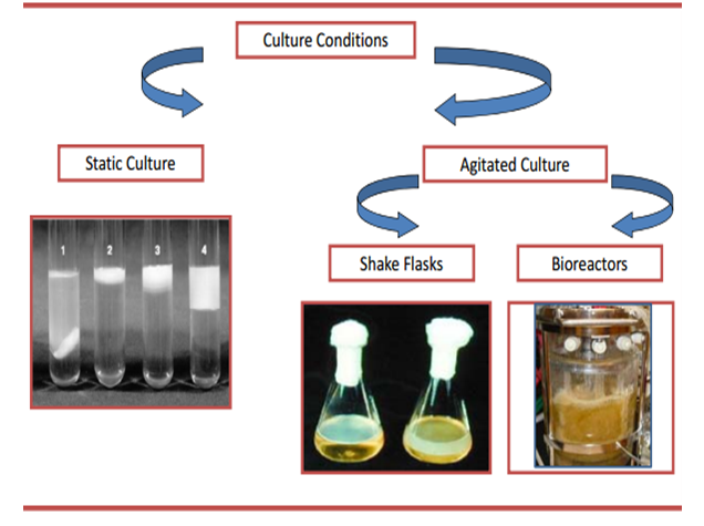 Nanotechnol in Biocellulose Nanofibers Schematic of Biosynthesis of Bacterial Synthesized Cellulose