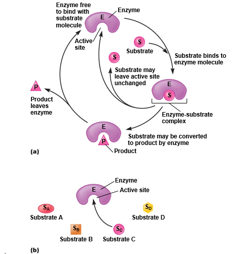 The role of substrate specificity in the mechanism of enzyme action.