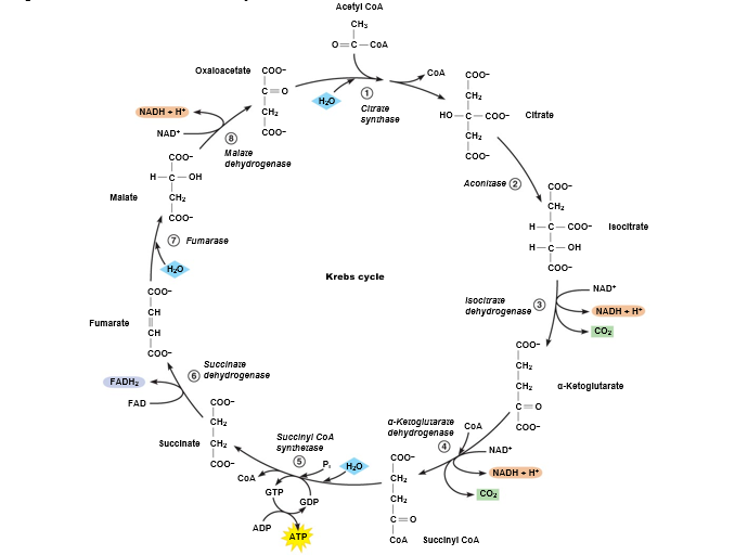 Reactions of the Krebs cycle.