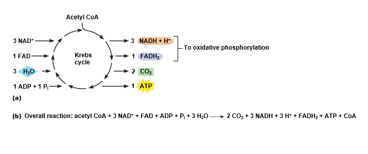 Summary of the Krebs cycle.