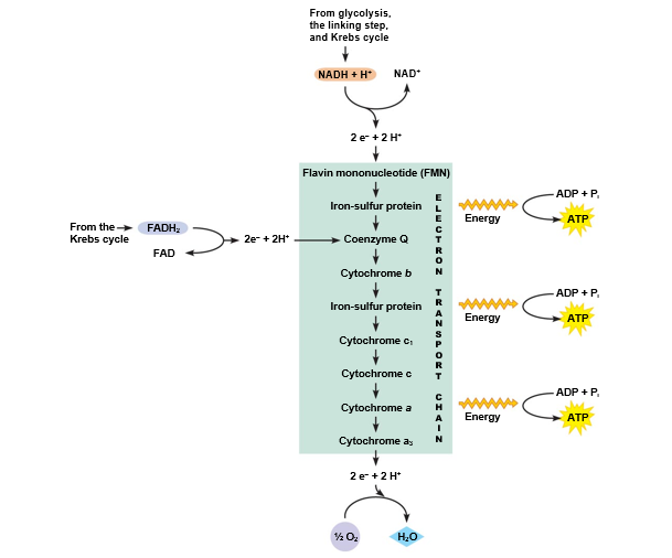 The electron transport chain.