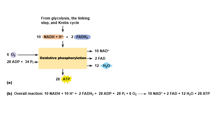 Summary of oxidative phosphorylation.