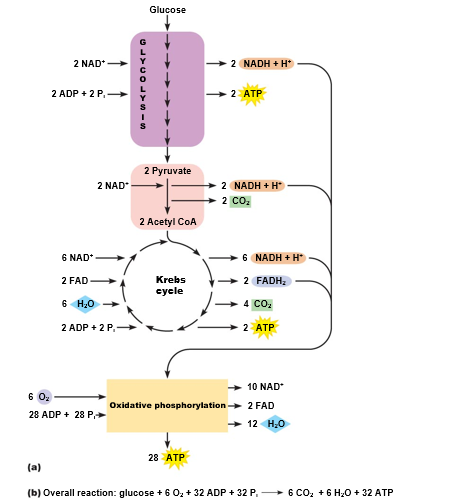 Summary of glucose oxidation.