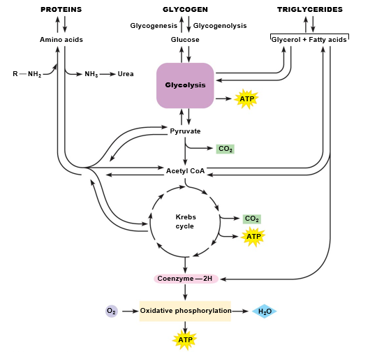 Metabolic pathways involved in protein, glycogen, and fat metabolism.