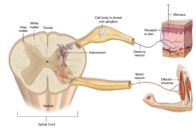 A cutaneous spinal reflex.