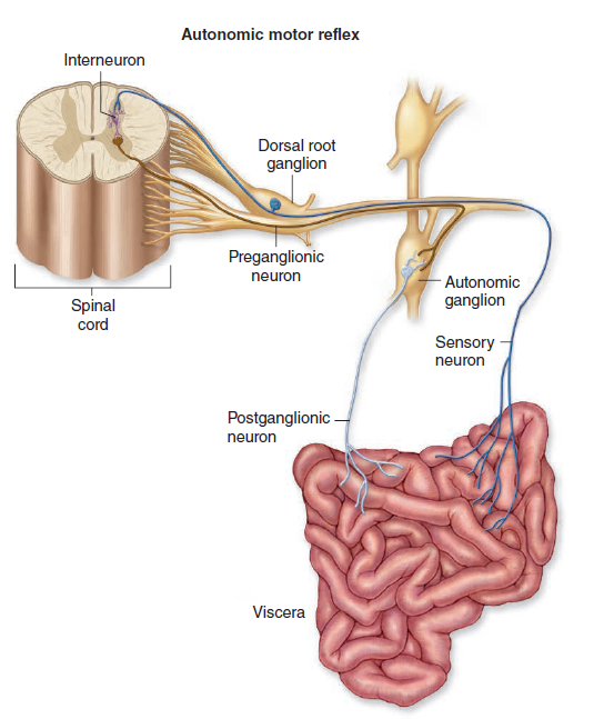 Autonomic motor reflex