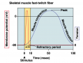 Membrane potential of muscle cell