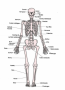 Diagram of Human Skeleton