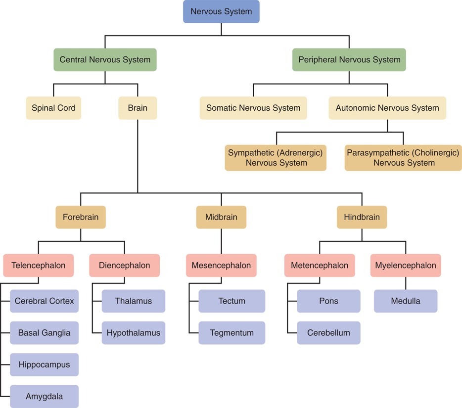 Overview of the nervous system.