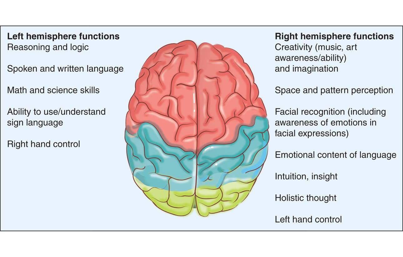 Brain hemispheres and their functions.