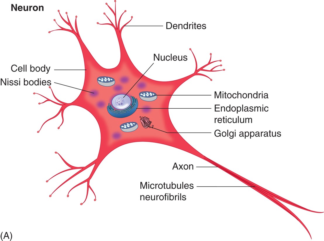 Neuron