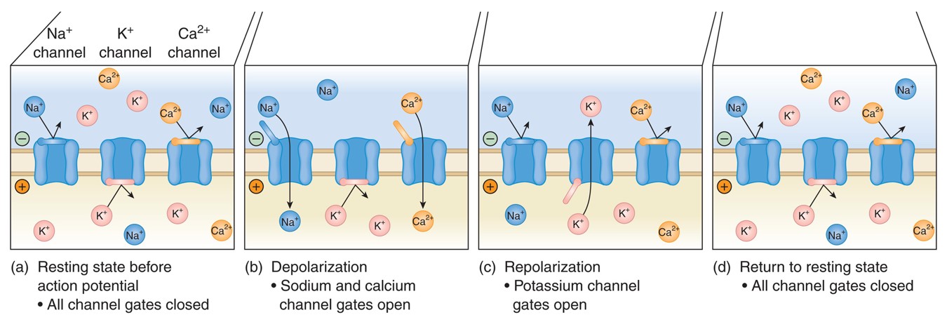 The flow of ions through ion channels in myocardial cells.