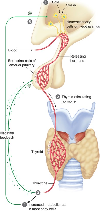 Feedback mechanisms of the thyroid gland.