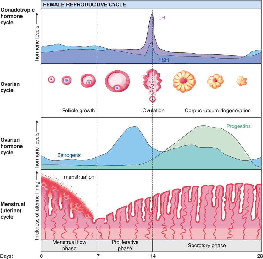 Hormonal changes during the ovarian and uterine cycles.