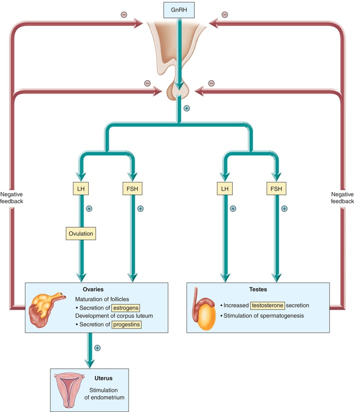 Hormonal control over male and female reproductive hormones.