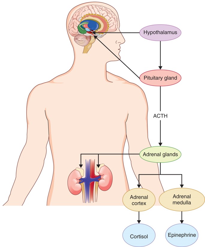 According to neuroendocrine models of depression, repeated or chronic stress results in overactivity ...