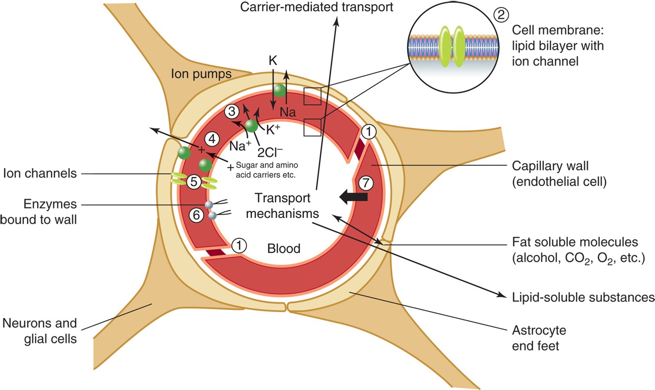 The blood–brain barrier.