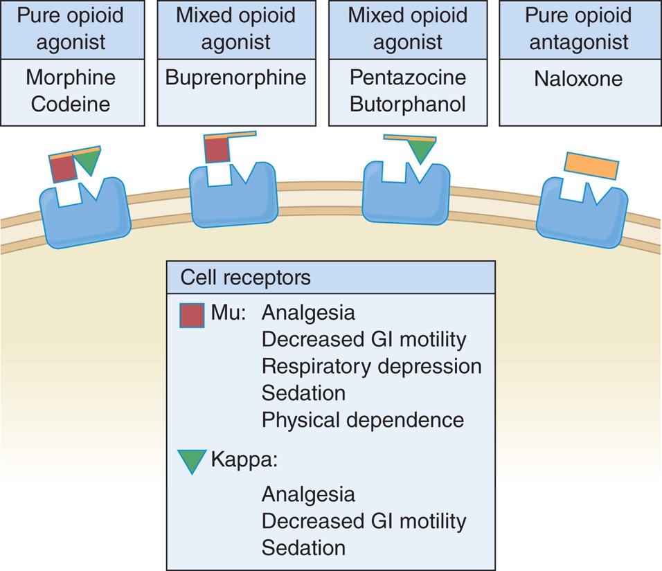 Opioid receptors.