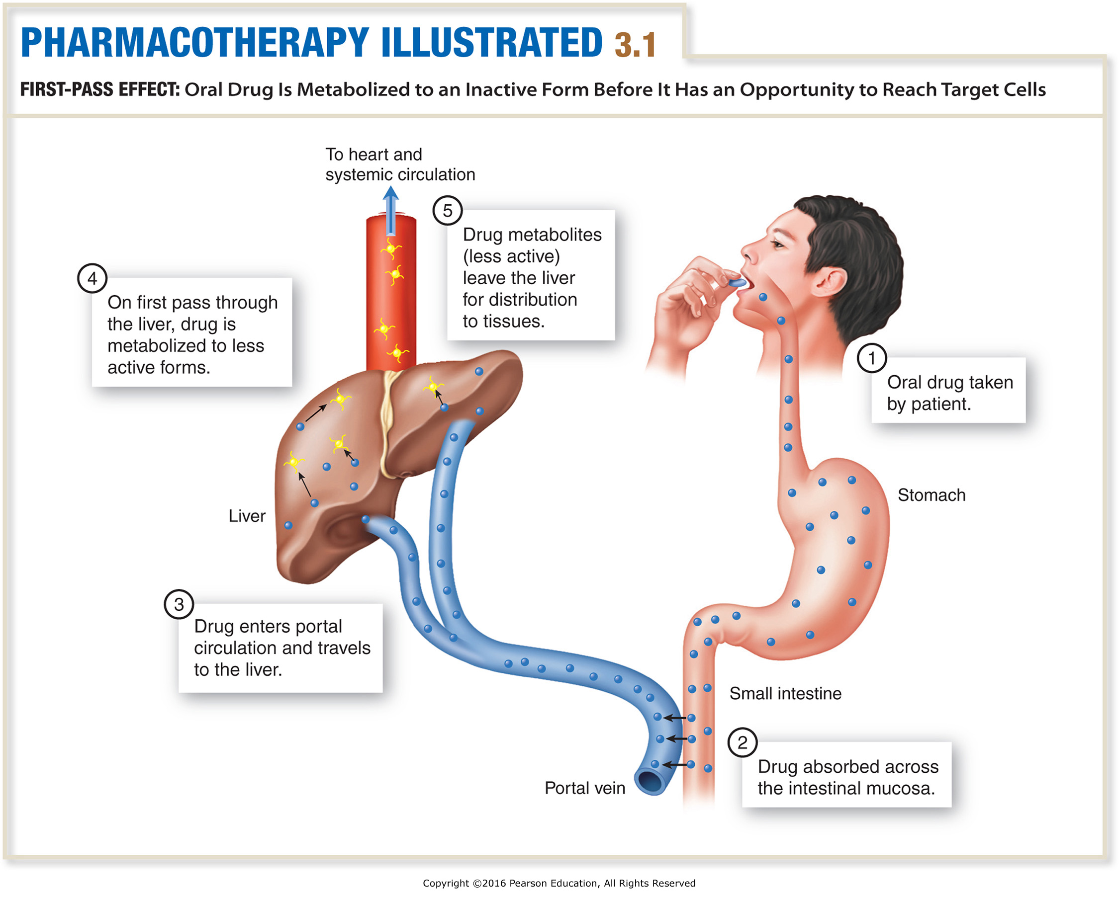 First-Pass Effect: Oral Drug Is Metabolized to an Inactive Form Before It Has an Opportunity to ...