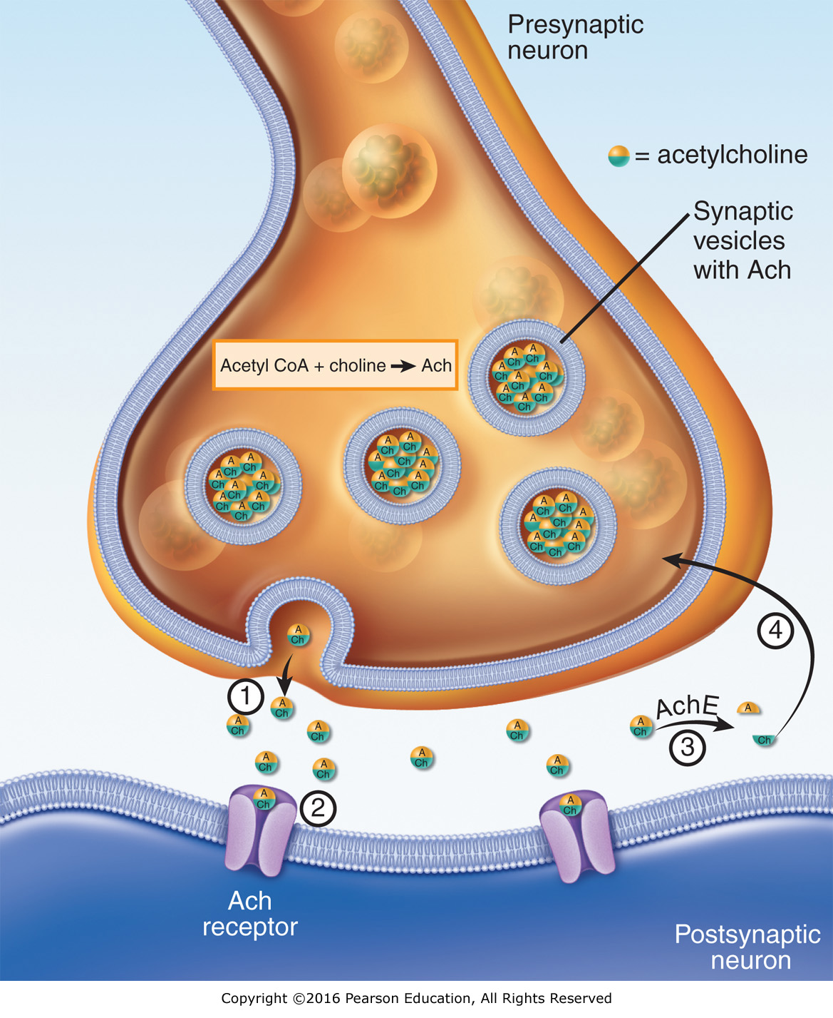 Life cycle of acetylcholine (Ach): (1) Ach is released into the synaptic cleft; (2) Ach binds to ...