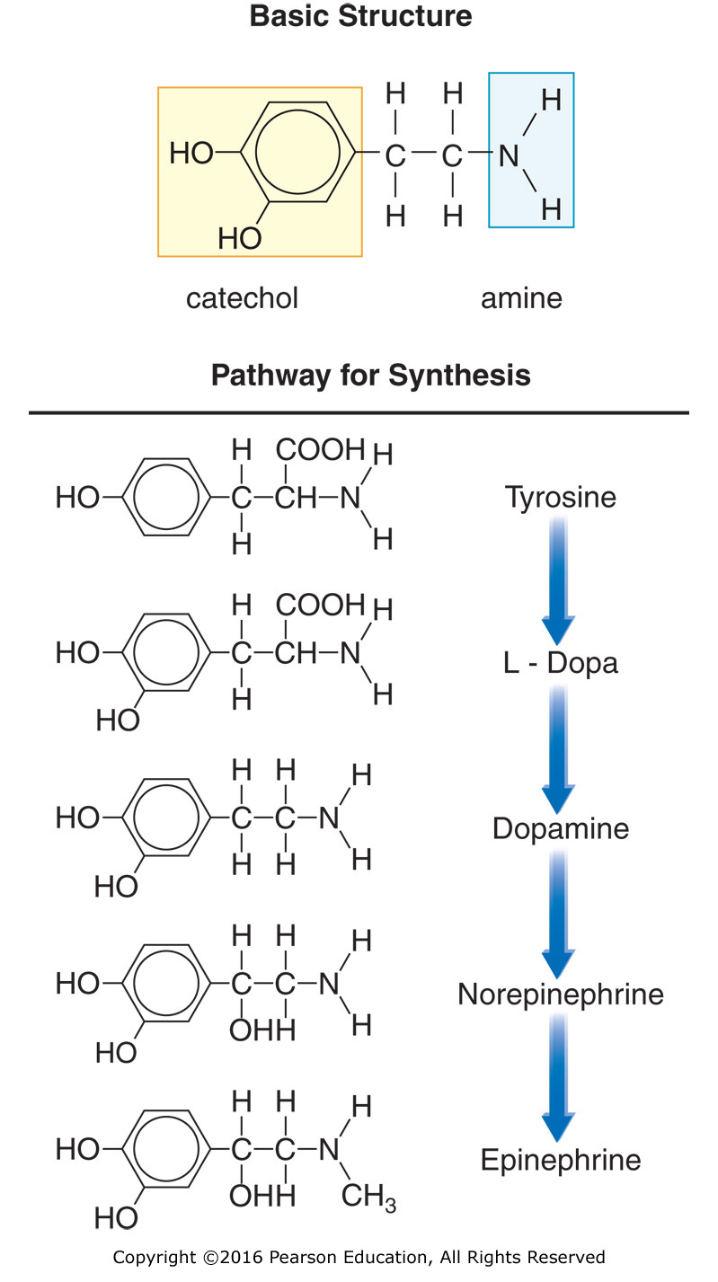 Basic chemical structure and synthesis of catecholamines. The synthesis of norepinephrine occurs in ...