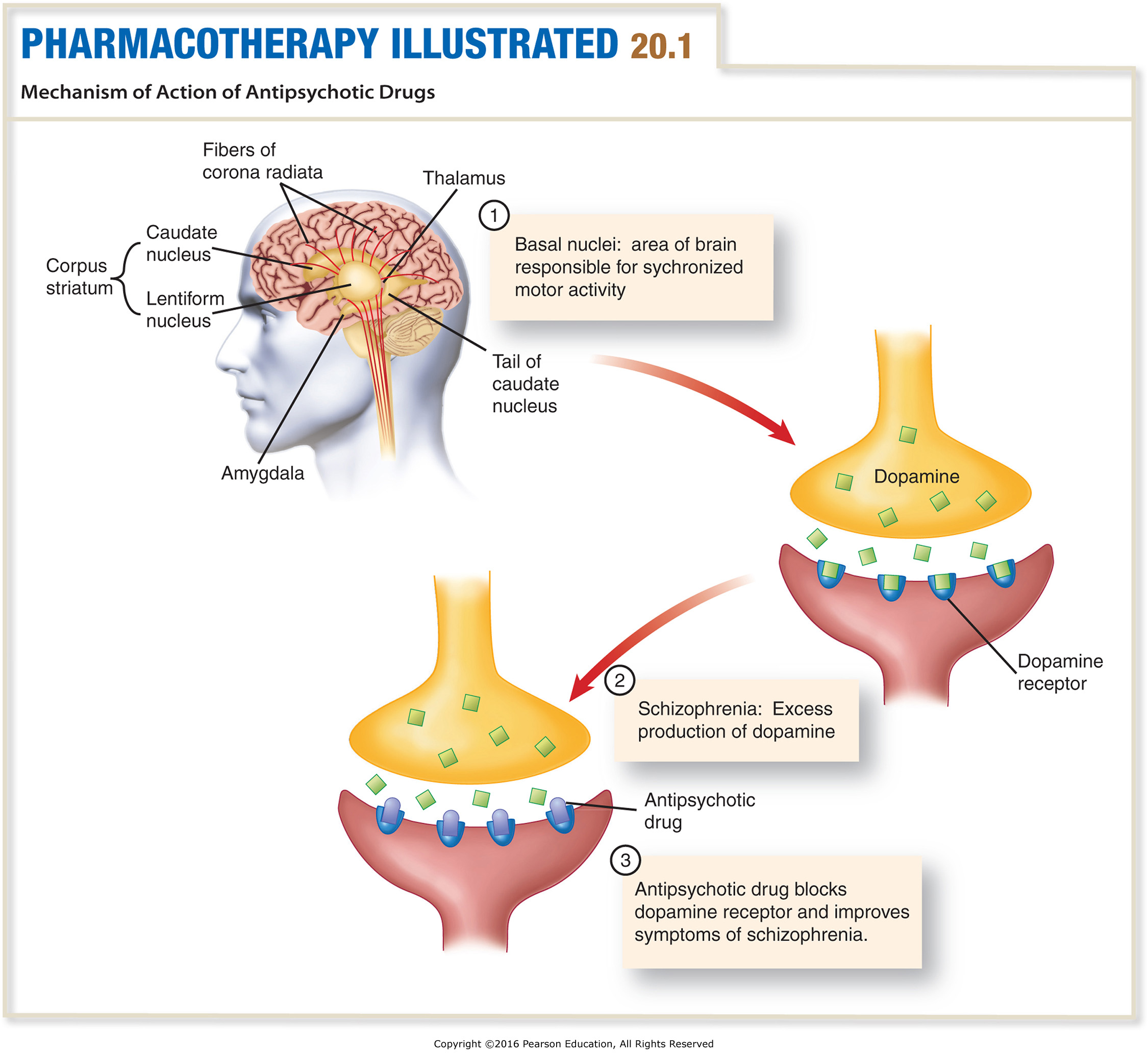 Mechanism of Action of Antipsychotic Drugs