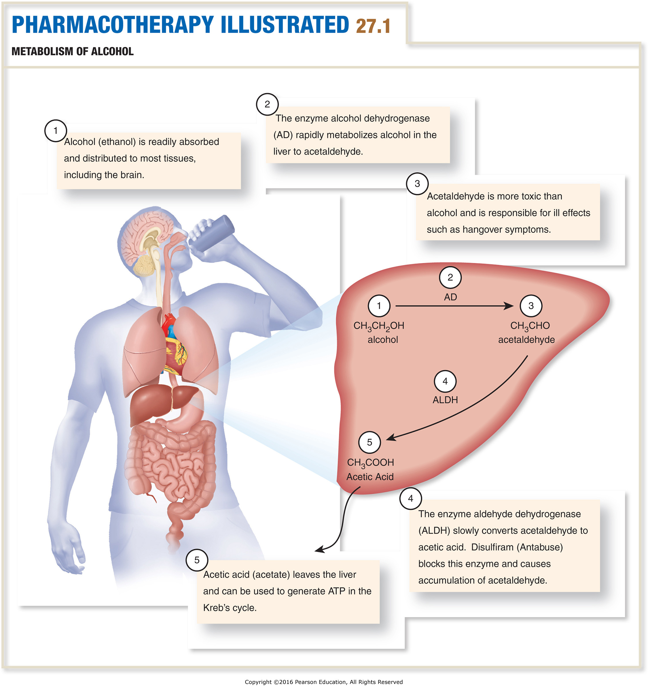 Metabolism of Alcohol