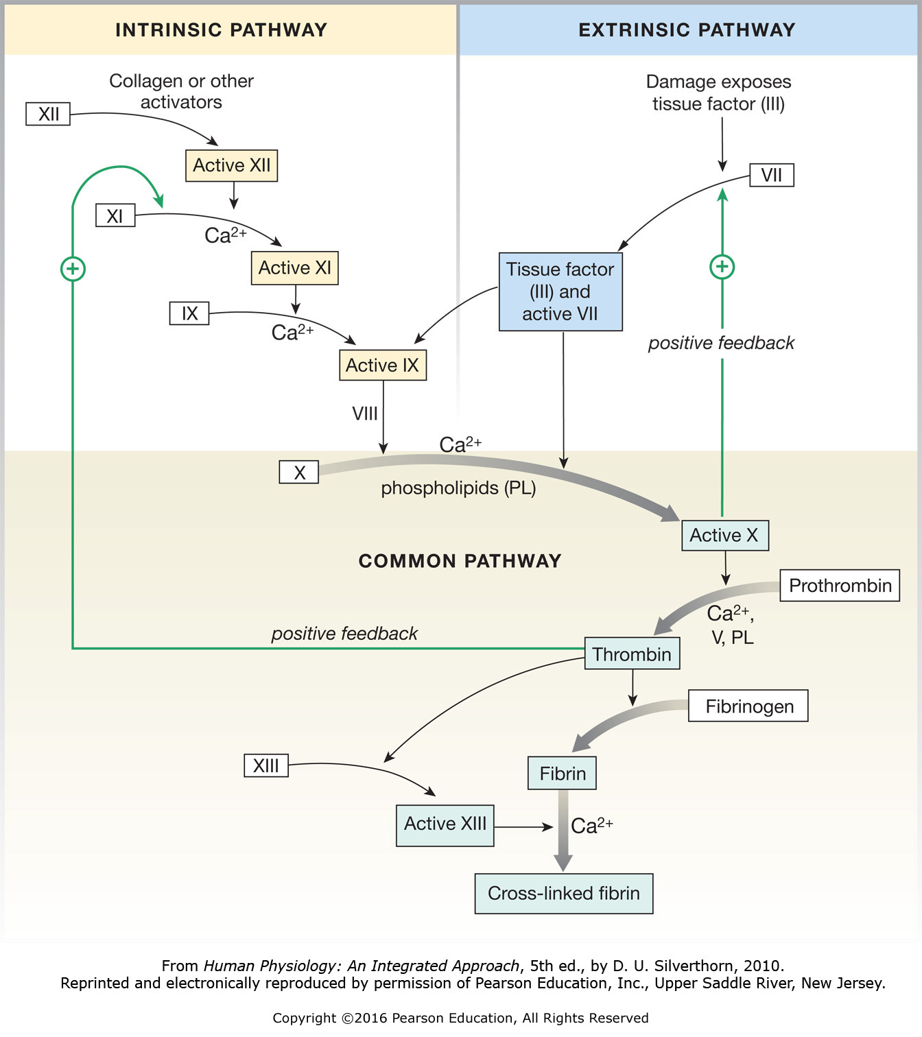 The coagulation cascade. Both the intrinsic pathway and extrinsic pathway lead to a common pathway ...