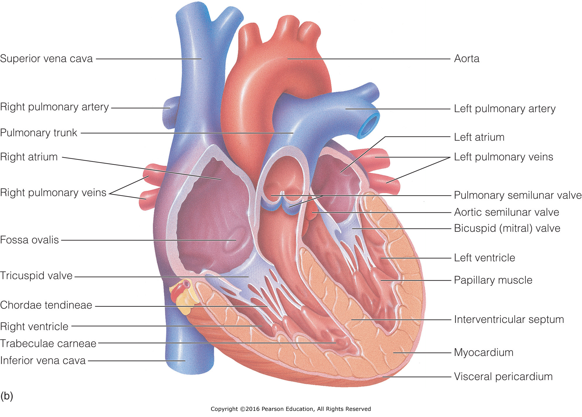 The heart: (b) chambers and valves.