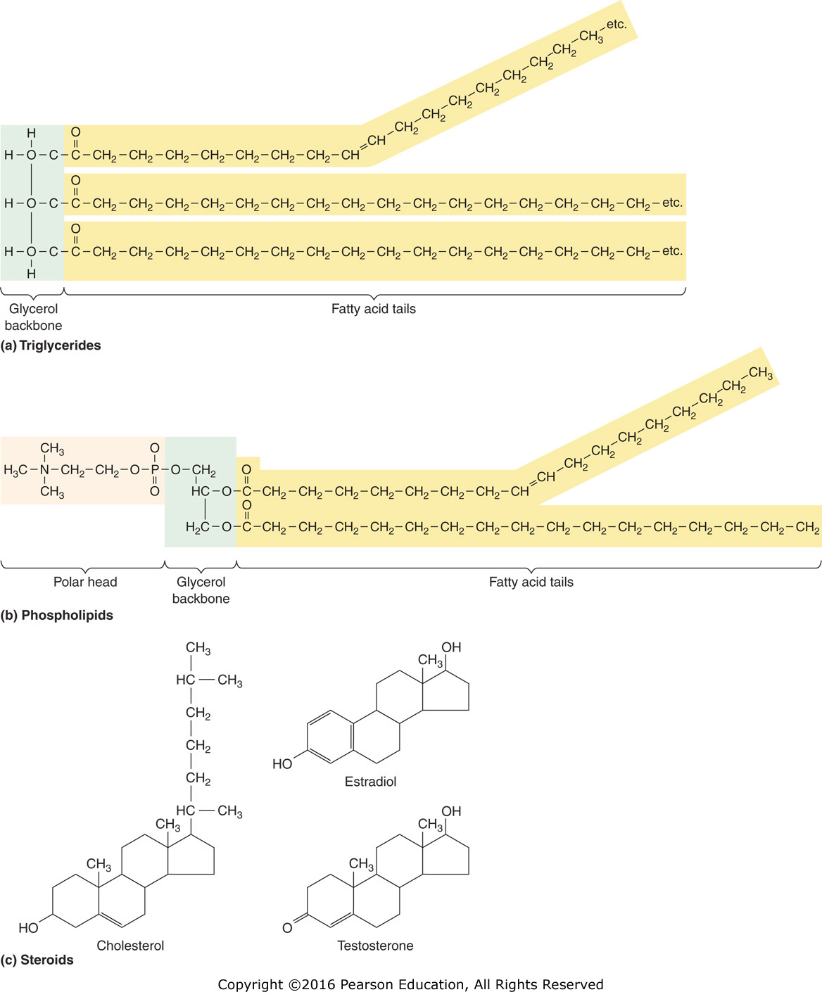 Chemical structure of lipids.