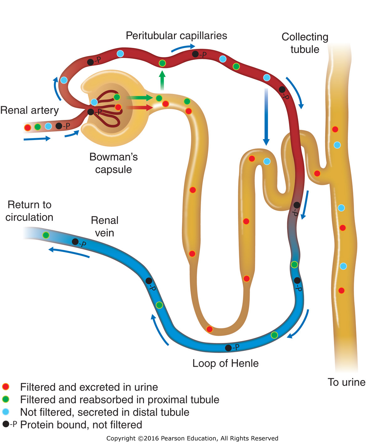 Fates of drugs entering the glomerulus: filtration, reabsorption, secretion, and excretion.