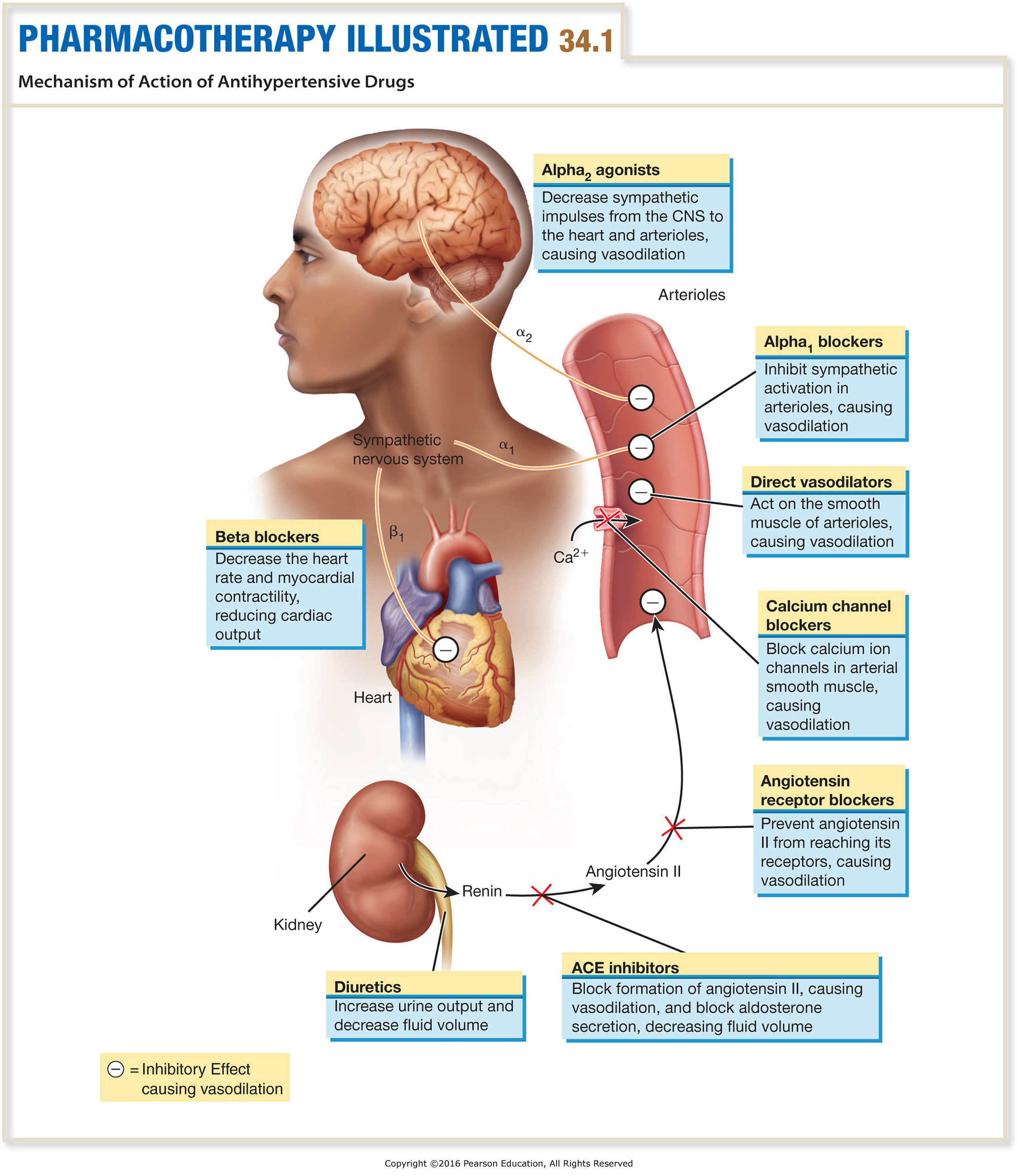 Mechanism of Action of Antihypertensive Drugs