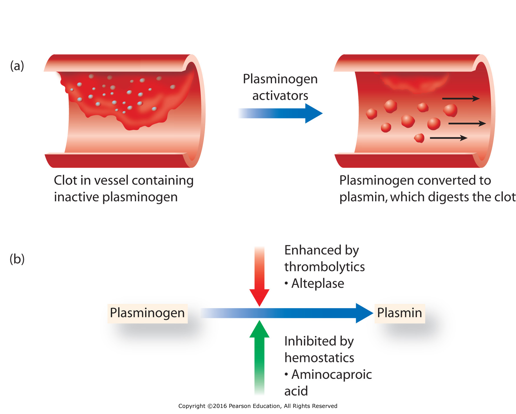 Steps in fibrinolysis: (a) clot dissolves when plasminogen is converted to plasmin. (b) ...