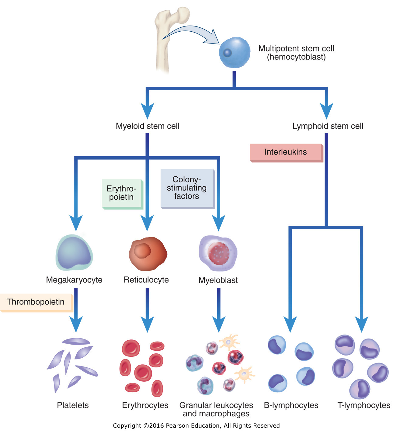 Hematopoiesis: Blood cells are formed from stem cells under the influence of hormones such as ...