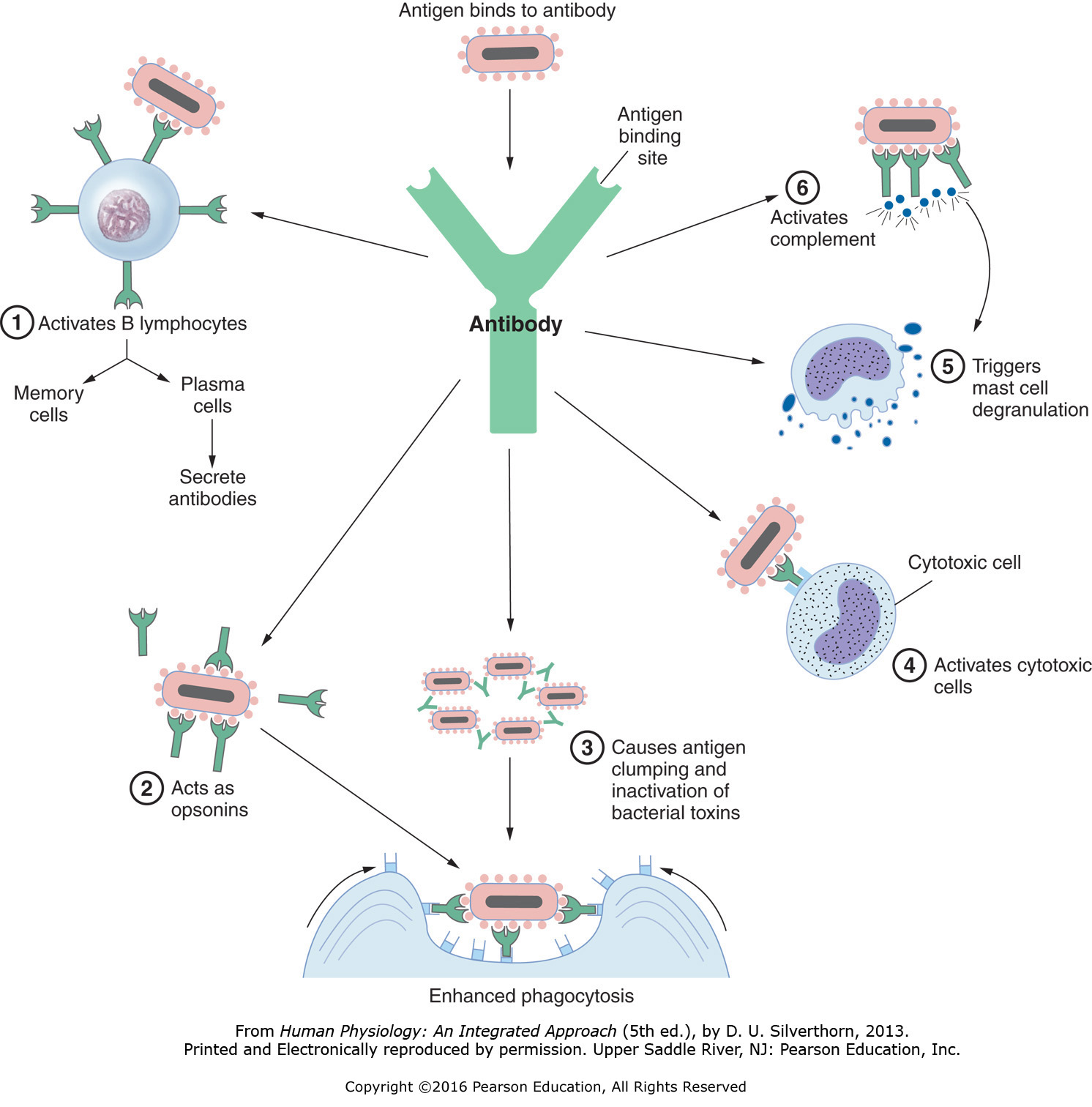 Functions of antibodies.