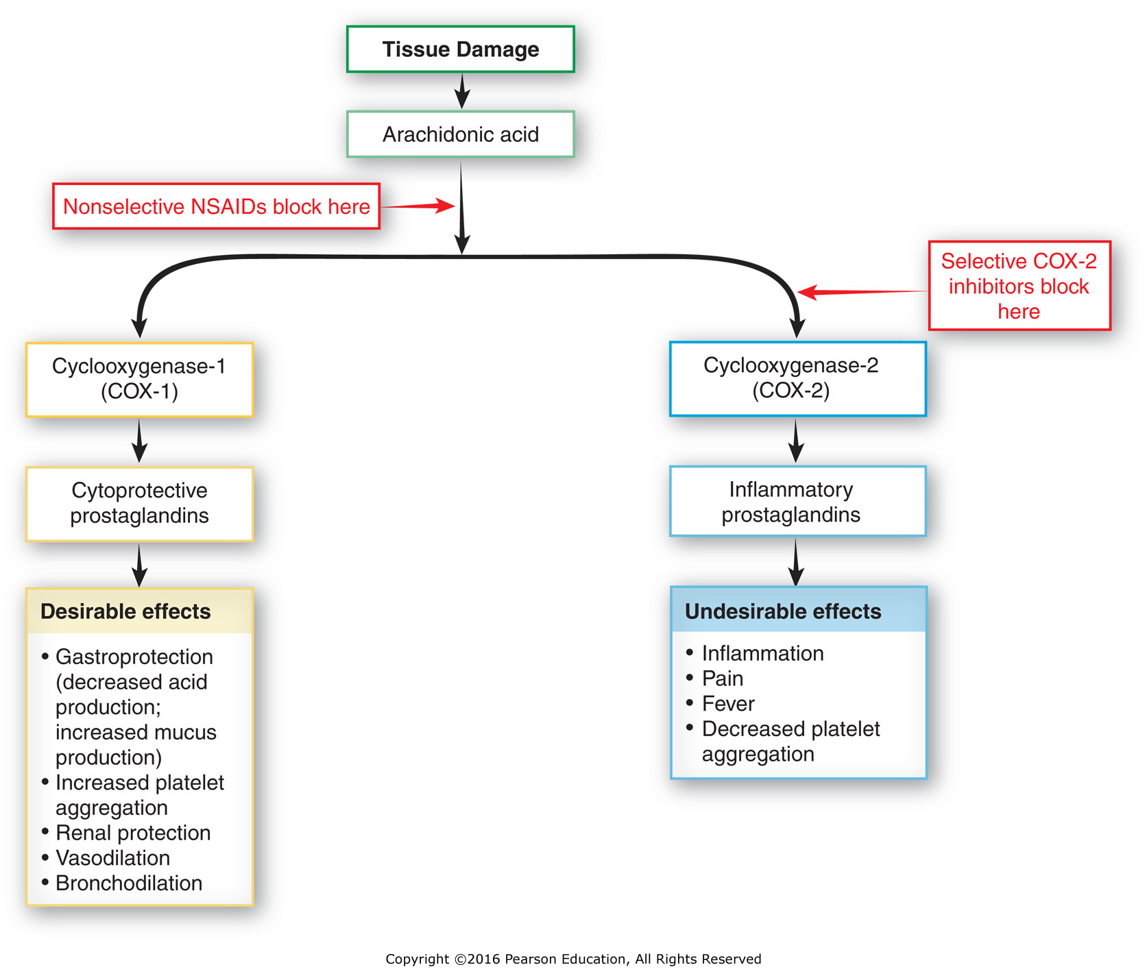 Inhibition of cyclooxygenase 1 and 2. Nonselective NSAIDs block the cytoprotective effects as well ...