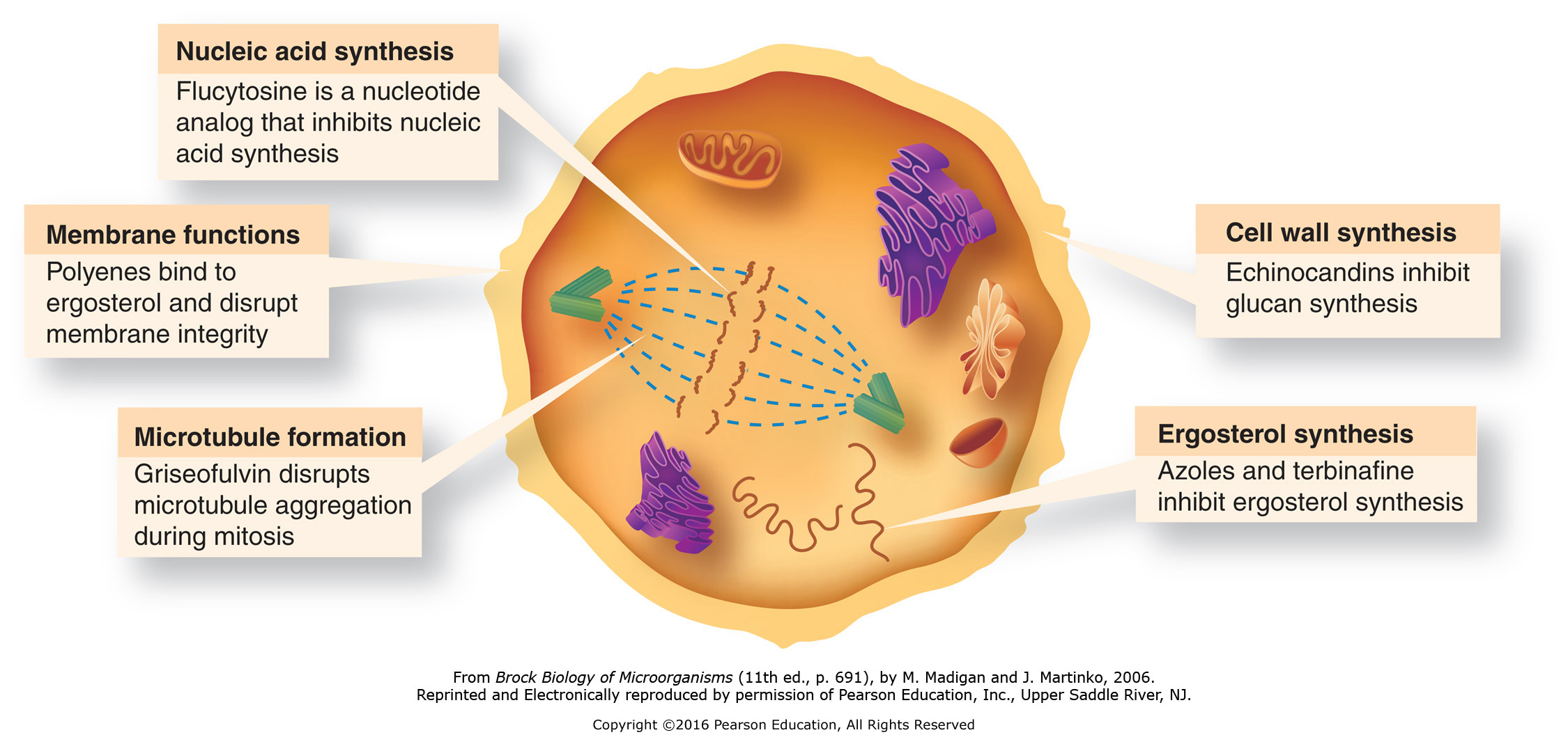 Mechanisms of action of antifungal drugs.