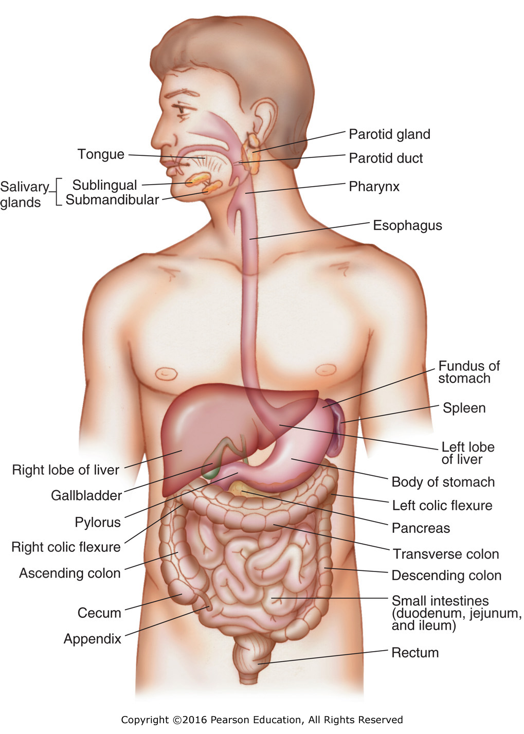 The digestive system.