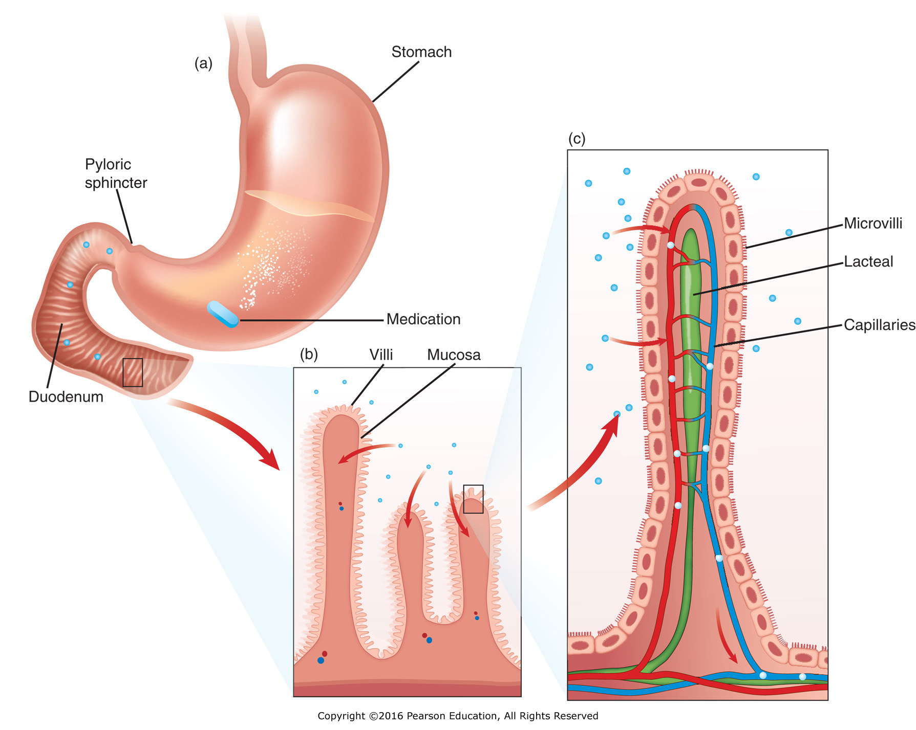 Villi and microvilli of the small intestine: (a) Tablet dissolves in the stomach. (b) Medication ...