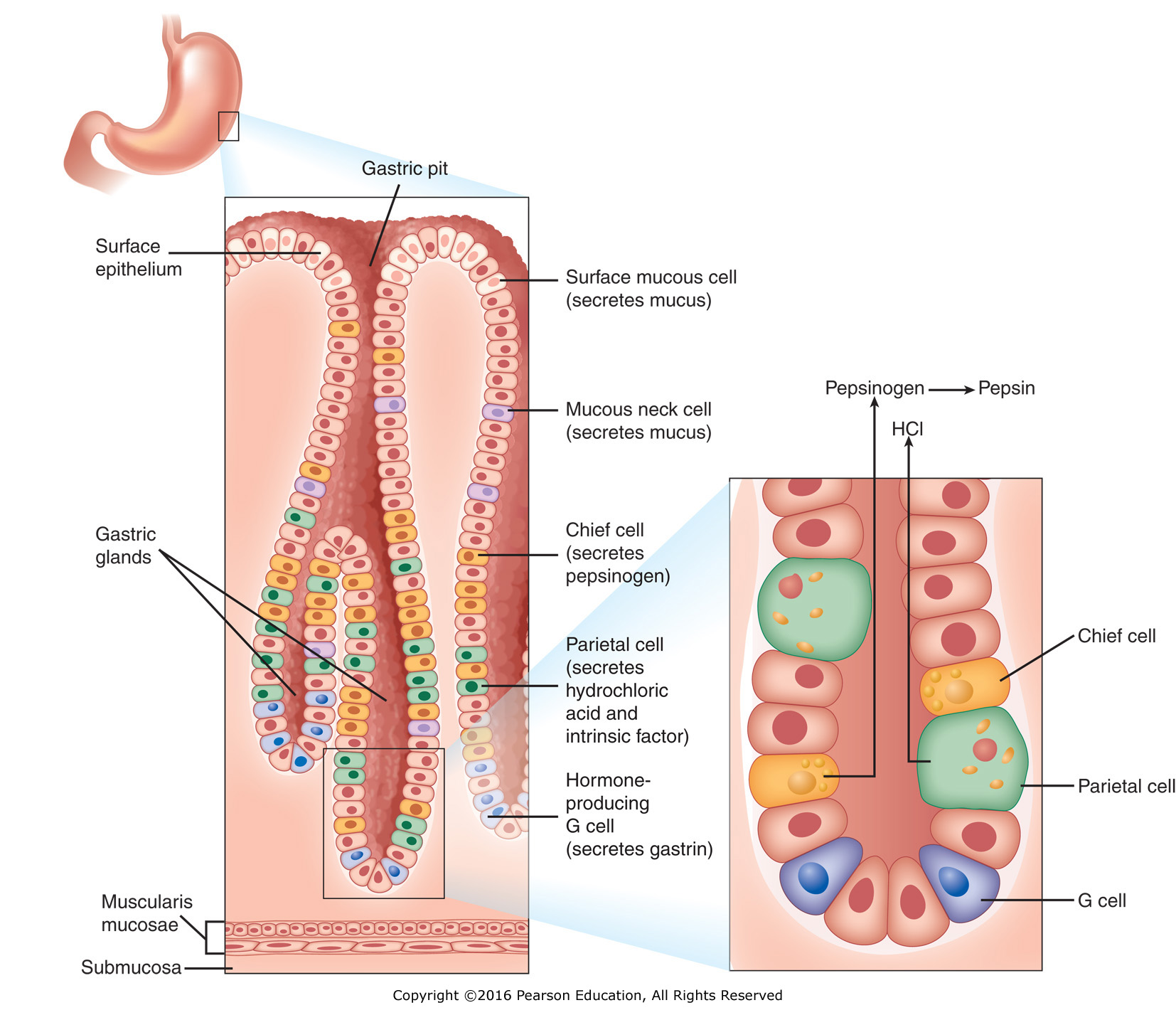 The stomach lining: gastric glands and the secretion of hydrochloric acid.