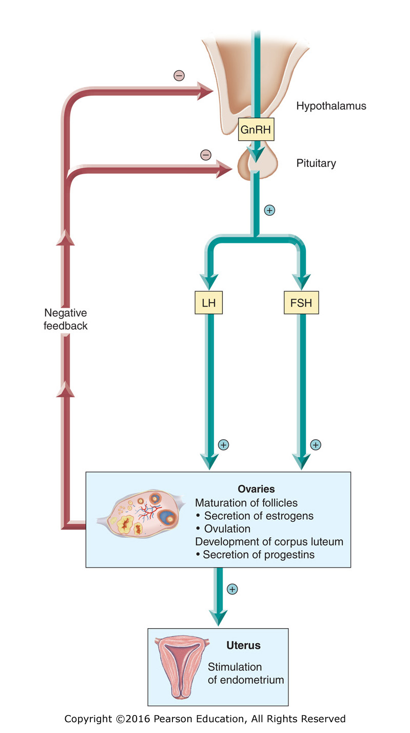 Negative feedback control of the female reproductive hormones.