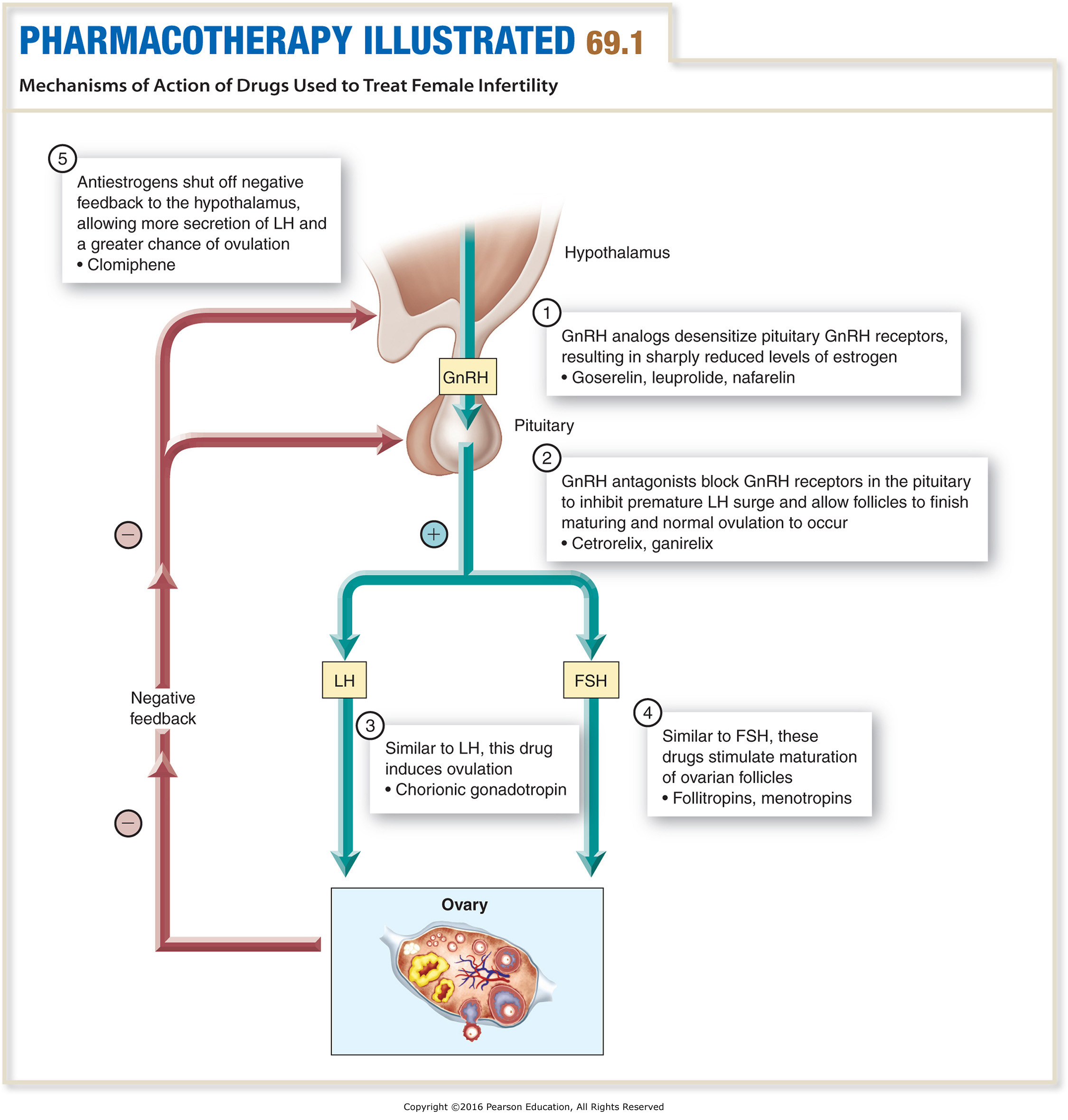 Mechanisms of Action of Drugs Used to Treat Female Infertility