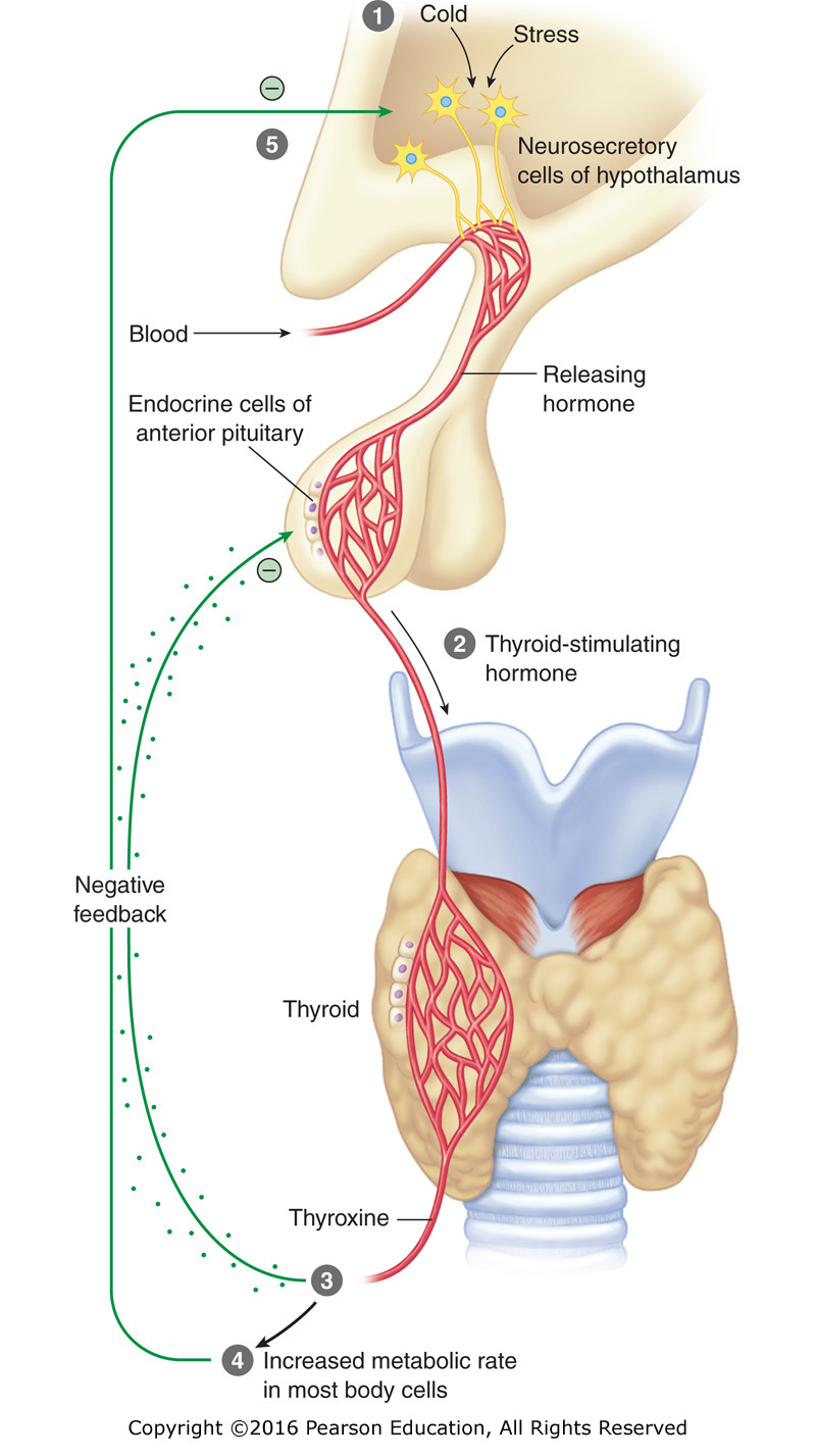 Feedback mechanisms of the thyroid gland.