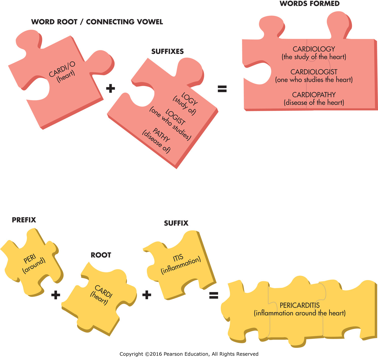 how-prefixes-and-suffixes-can-be-combined-with-a-word-root-to-form-many-medical-terms-biology