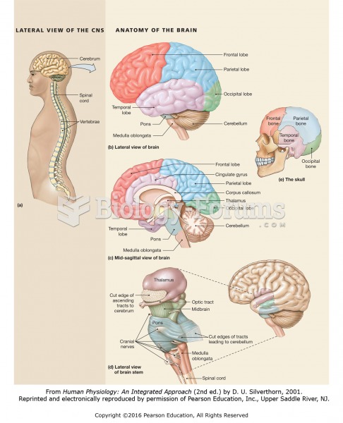 Basic anatomy of the brain.