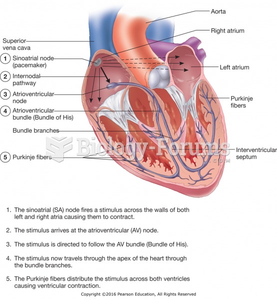 The cardiac conduction system.