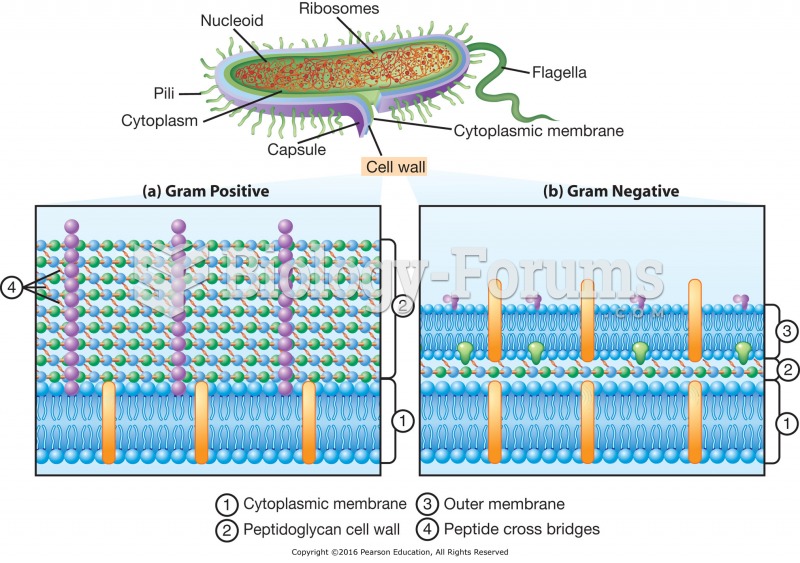 The bacterial cell wall: (a) gram-positive bacterium; (b) gram-negative bacterium.