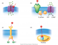 Types of cellular receptors: (a) Drug binds to the receptor opening channel. (b) Drug binds to the ...