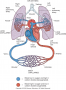 The cardiovascular system.