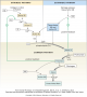The coagulation cascade. Both the intrinsic pathway and extrinsic pathway lead to a common pathway ...